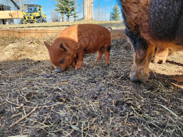Registered Kunekune boar piglet  in Livestock in Edmonton - Image 2