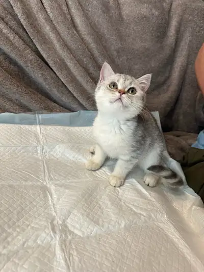  Adorable British Shorthair Silver Shaded Kittens for Rehome, View more