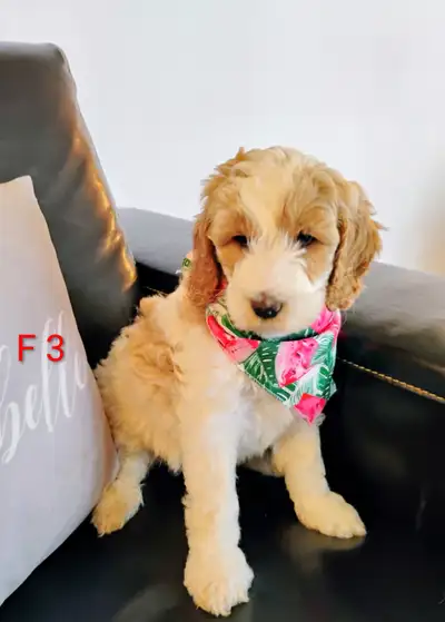 Medium Goldendoodle, View more