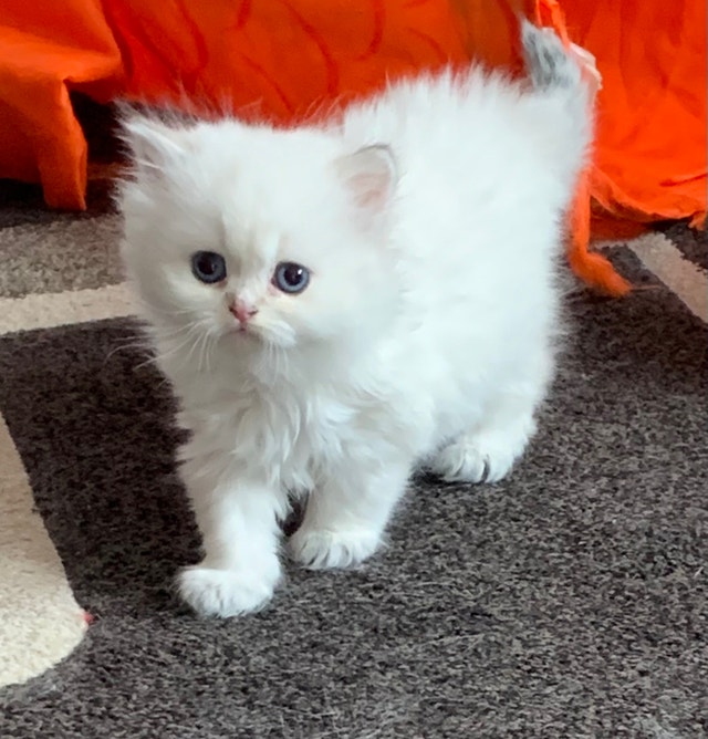 Fluffy w/ Blue eyes British Longhair TICA reg. Show Quality Cats