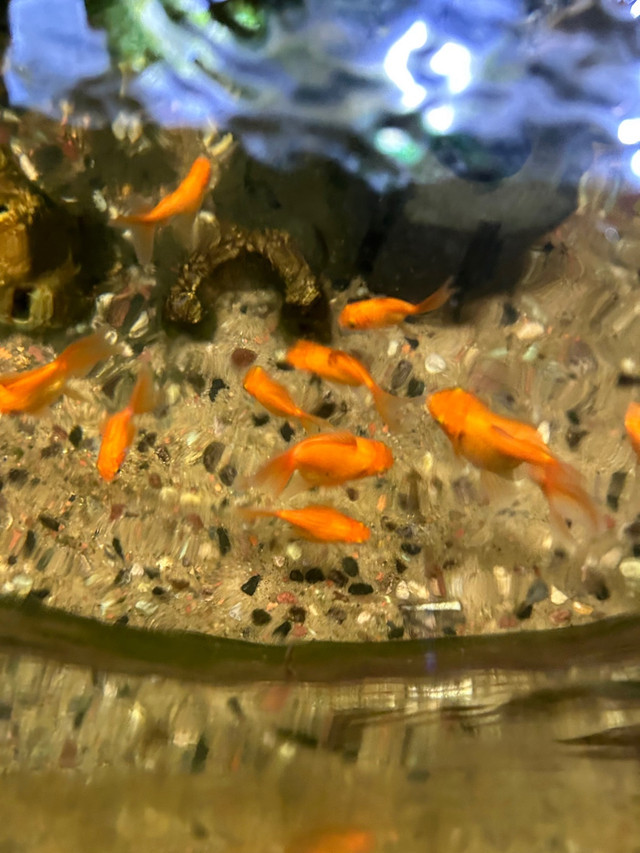 Mixed goldfish for sale in Fish for Rehoming in Calgary - Image 2