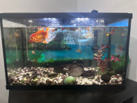 Fish and fish tank for sale