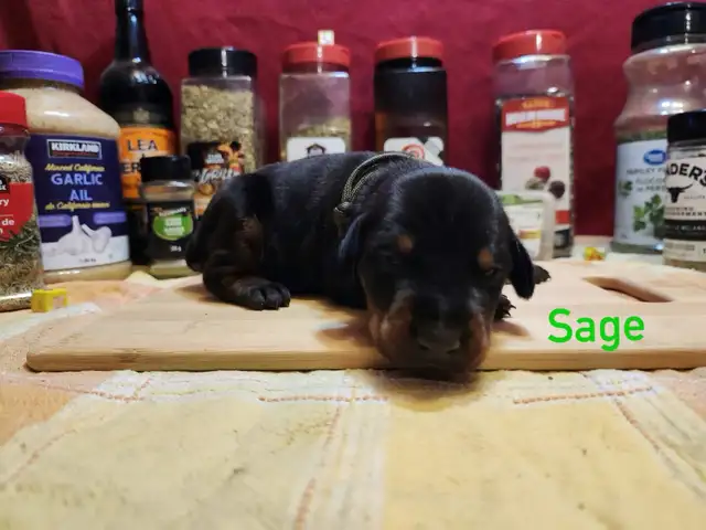 CKC Cropped Purebred European Doberman puppy in Dogs & Puppies for Rehoming in City of Toronto - Image 7
