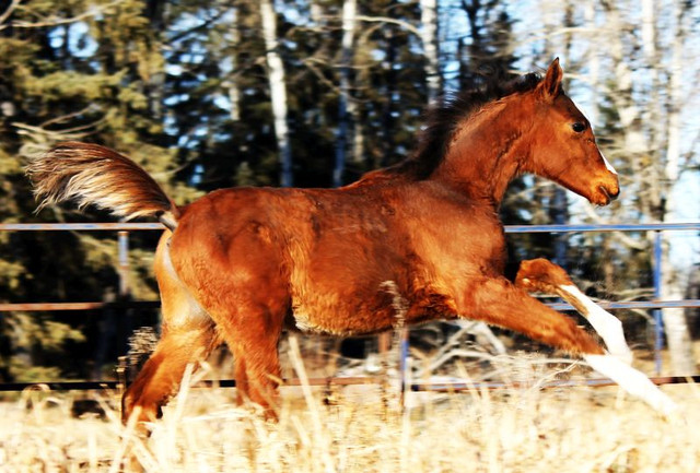 Bay Arabian Rabicano Show / Breeding Prospect. OLD Pedigree! in Horses & Ponies for Rehoming in Edmonton