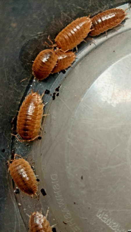 Orange and Dairy Cow Isopod Cultures Porcellio Laevis in Other Pets for Rehoming in Thunder Bay - Image 2