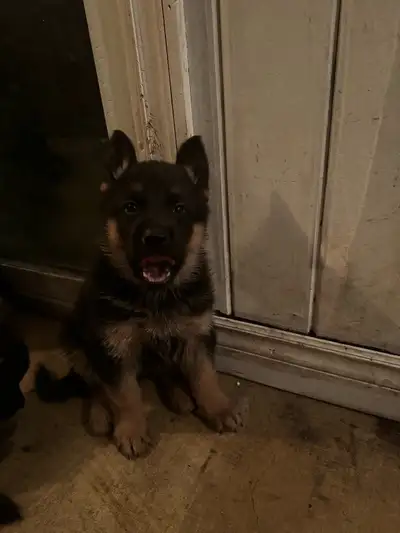 German Shepherd Puppies, View more