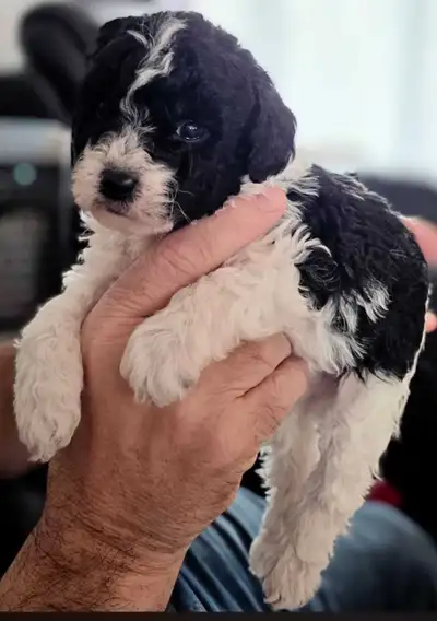 Adorables Chiots Mâles Bicolores – Prêts pour leur famille !, View more