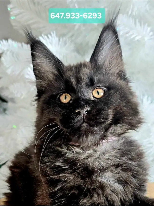 ADORABLE MAINE COONS  XL registered