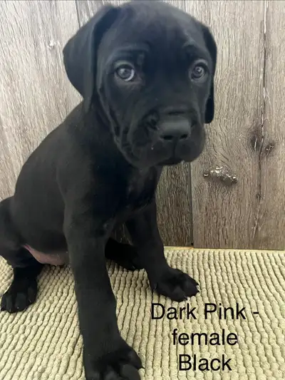 Mother is Bull Mastiff/Cane Corso, Father is blue Cane Corso. Both on site. Cannot be rehomed until...