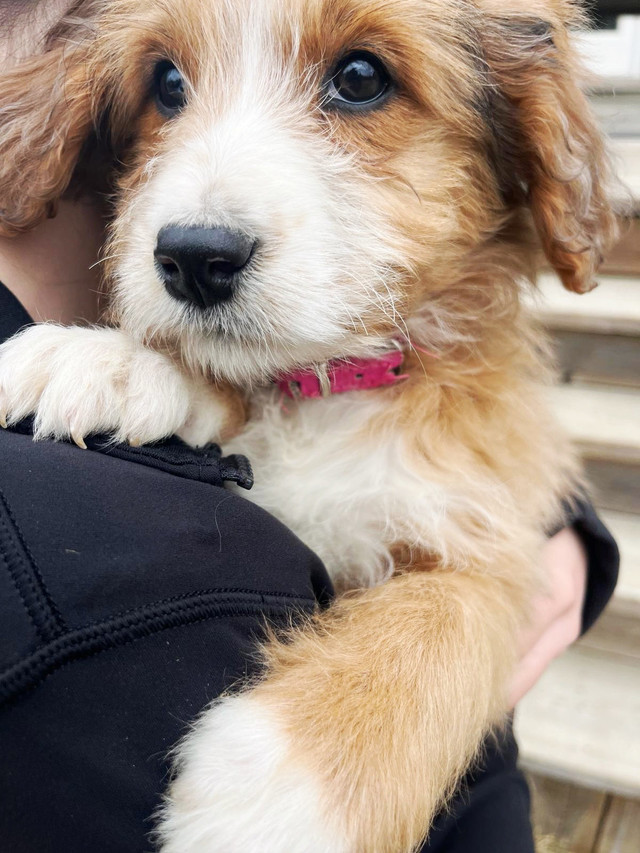 TOLLERDOODLE pups - 2 left in Dogs & Puppies for Rehoming in City of Toronto - Image 2