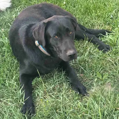1 Black Labrador for sale, View more