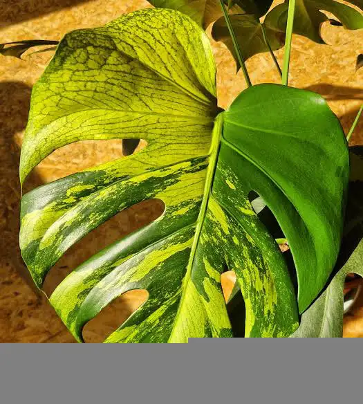 Flash sales on rare monstera wetsticks- 3 wetsticks $100 in Plants, Fertilizer & Soil in City of Toronto - Image 8