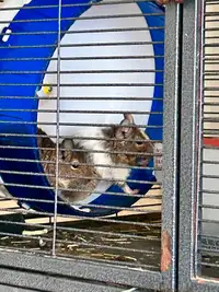 GONE    FREE Degus with Huge cage