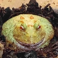 Pikachu Pac-Man frog Kawartha Lakes Peterborough Area Preview