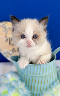 Gorgeous TICA REGISTERED Ragdoll Kittens