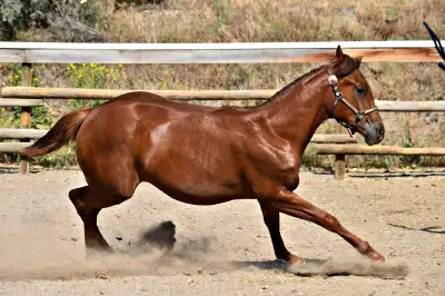 Liver Chestnut AQHA Filly, View more