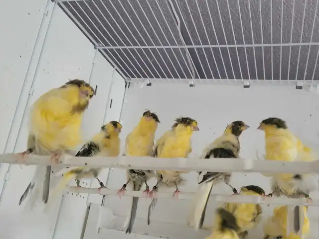 Padovane 2025 in Birds for Rehoming in Québec City - Image 3