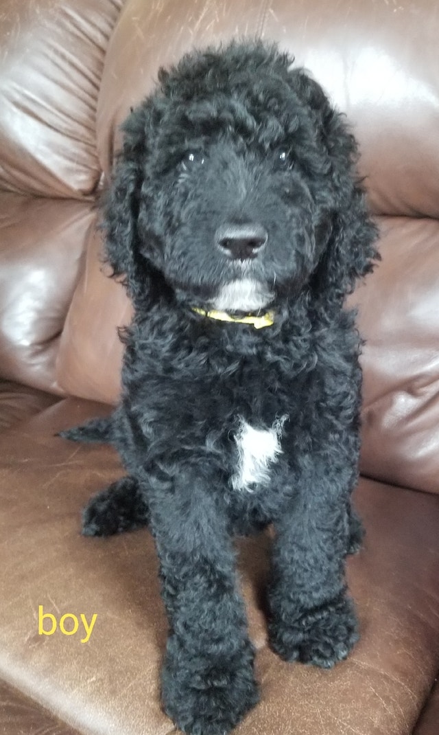 Bernedoodle puppies Dogs & Puppies for Rehoming Charlottetown Kijiji