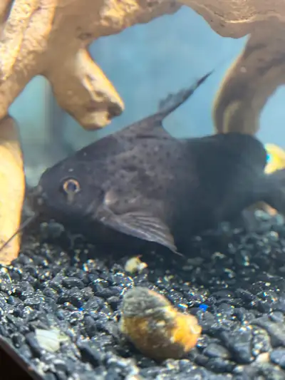 One upside down catfish, View more