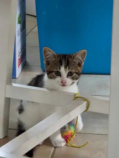bebe chaton, View more