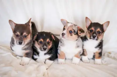 Corgi puppies coming soon!! , View more
