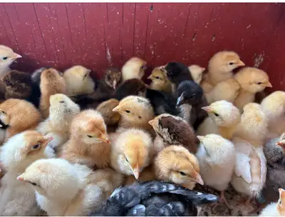BYM - week old chicks, View more
