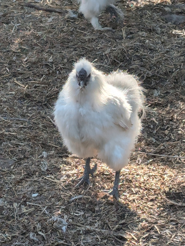 Beautiful Silky Roosters in Birds for Rehoming in Strathcona County