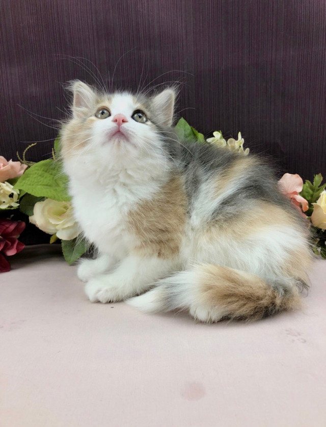 Cuddly Calico Maine Coon in Cats & Kittens for Rehoming in City of Toronto - Image 3
