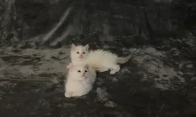purebred  ragdollkittens rehoming, View more