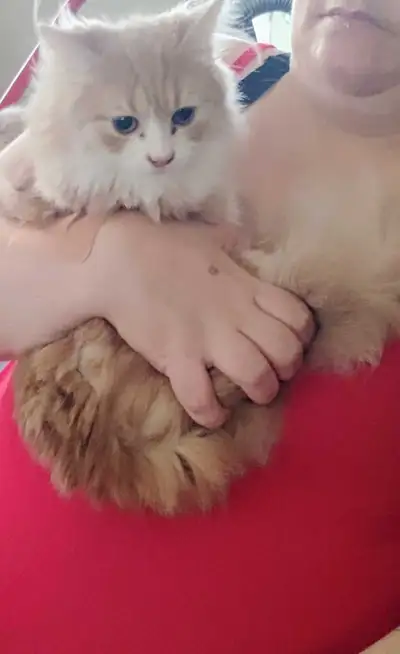 1 male 2 female cats looking for forever home , View more
