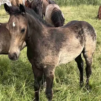 Registered Quarter Horse Colt $2000., View more