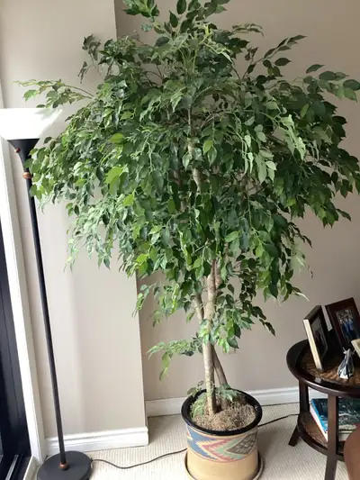 Lifelike Artificial Ficus Benjamina for home or office, View more