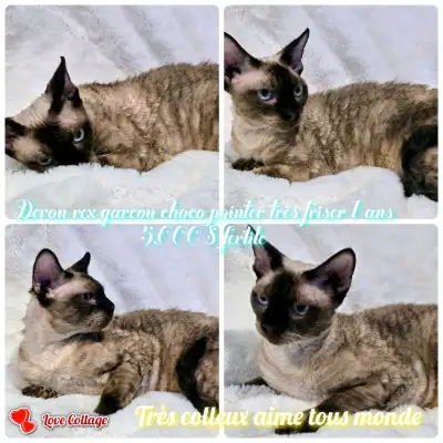 DEVON REX 5 BOY/SPHYNX 2 BAMBINO 8/BÉBÉ  ET ADULTE TOUS FERTILE, View more