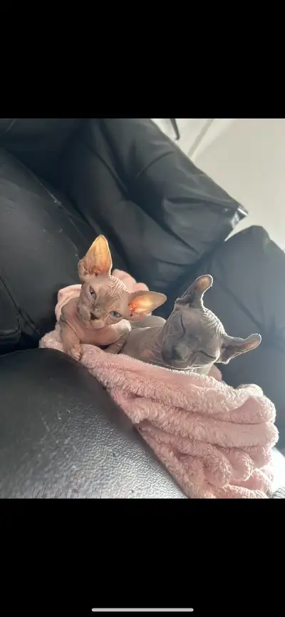 Couple de SPHYNX à vendre les deux ensemble pour 1000 ( blue dwelf ) courte et les oreille courbé Et...