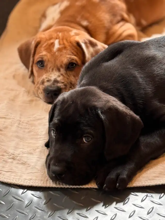 Addorable Great Dane/ Mastiff Puppies in Dogs & Puppies for Rehoming in St. Catharines - Image 4