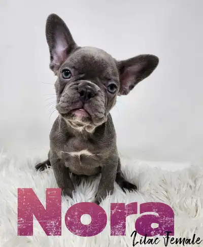 REG French Bulldogs - Health Tested, View more