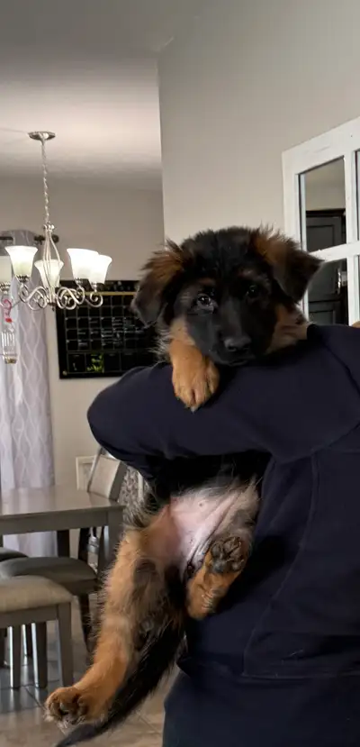 Longhaired German Shepherd Female - Ready to Go!, View more