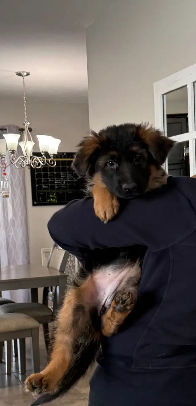 Longhaired German Shepherd Female - Ready to Go! in Dogs & Puppies for Rehoming in Brantford - Image 2