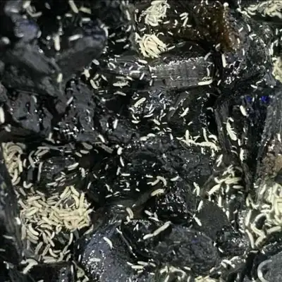 Springtails, View more