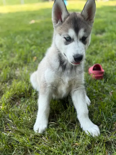 Last little guy looking for his furever homes! He has a beautiful temperament. . He actively seeks o...