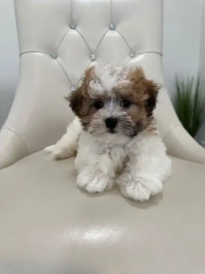 Shichon Puppies (Shih Tzu/Bichon Frise), View more