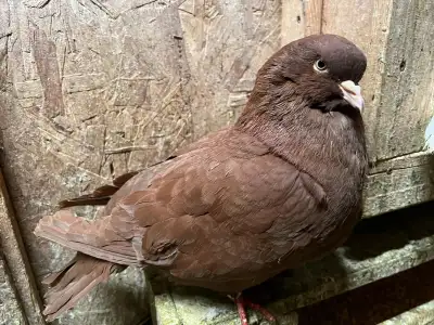 pigeons a vendre , View more