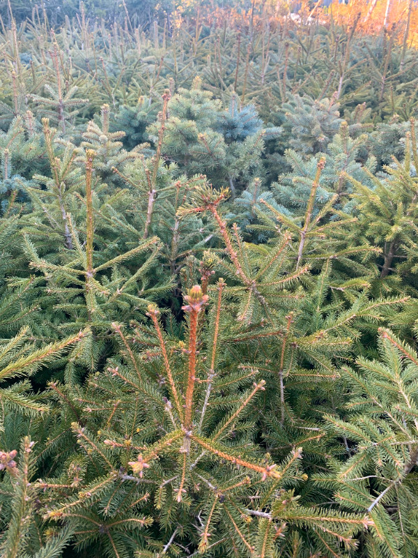 pines, spruce, cedar, firs, oaks for bonzai, hedge, garden in Plants, Fertilizer & Soil in Owen Sound - Image 4