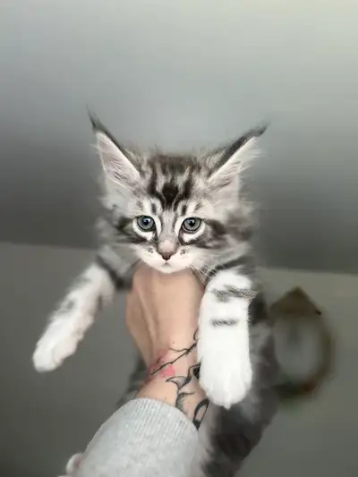Super chatons Maine coon à vendre , Tout fluffy et en excellente santé :) Nés le 14 mars 2025 La der...