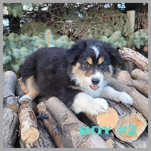 Australian Sheppard puppies  in Dogs & Puppies for Rehoming in Portage la Prairie