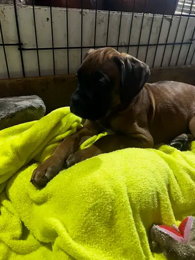 We offer our Boxer puppies home raised Brindle are Male Fawn are Females they come tail dewclaws don...