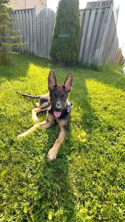 6-Month German Shepherd – Trained, Vaccinated, Friendly, View more