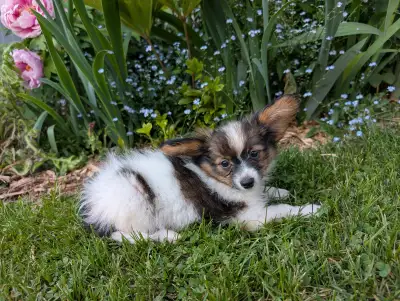 The Papillon female & male dog are very stunning and so sweet! faithful and friendly companion who w...
