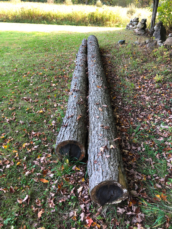 Hemlock logs in Other in Markham / York Region
