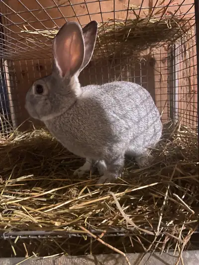 Mâles et Femelles new Zélande et mix géant des Flandres x new Zélande de 8 mois,à 1 an en parfaite s...